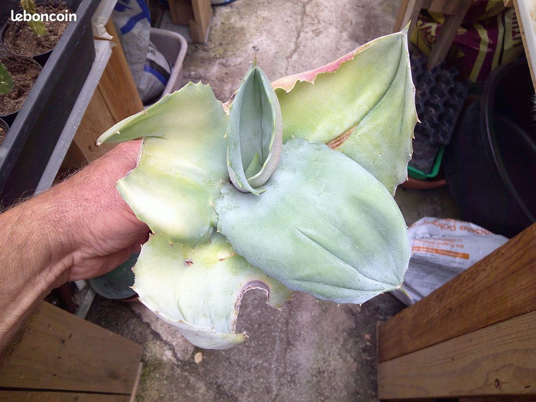 Agave Marmorata Papilio Platanoides - Jardin & Plantes