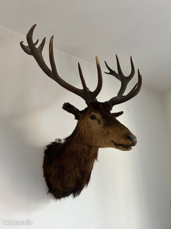 Trophée de chasse (image 1)