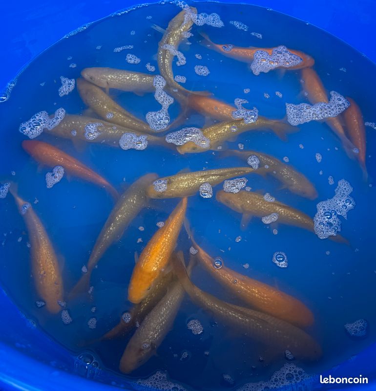 Nombreuses carpes koi du Japon (image 3)
