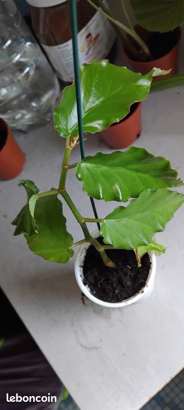 Begonia undullata (image 1)