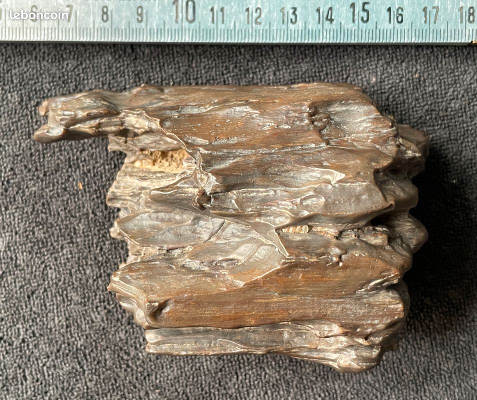 Deux branches de bois pétrifiées fossiles (image 7)