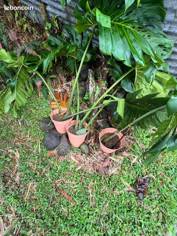 aristolochia plant Aristolochia gigantea Dutchmans Pipevine Pint Plant – Southern Flower Garden main image 1