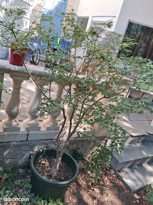 Acer palmatum 'Katsura' - hauteur 1m70 / largeur 1m80 (image 1)