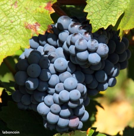 Théière Artisanale Ukrainienne Motif Raisins Et Bleu Vif - Fait Main - Sans étiquette
