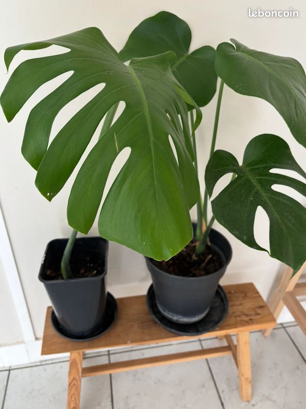 Monstera Deliciosa Bouture nud avec racine arienne prte  enraciner -  Jardin & Plantes