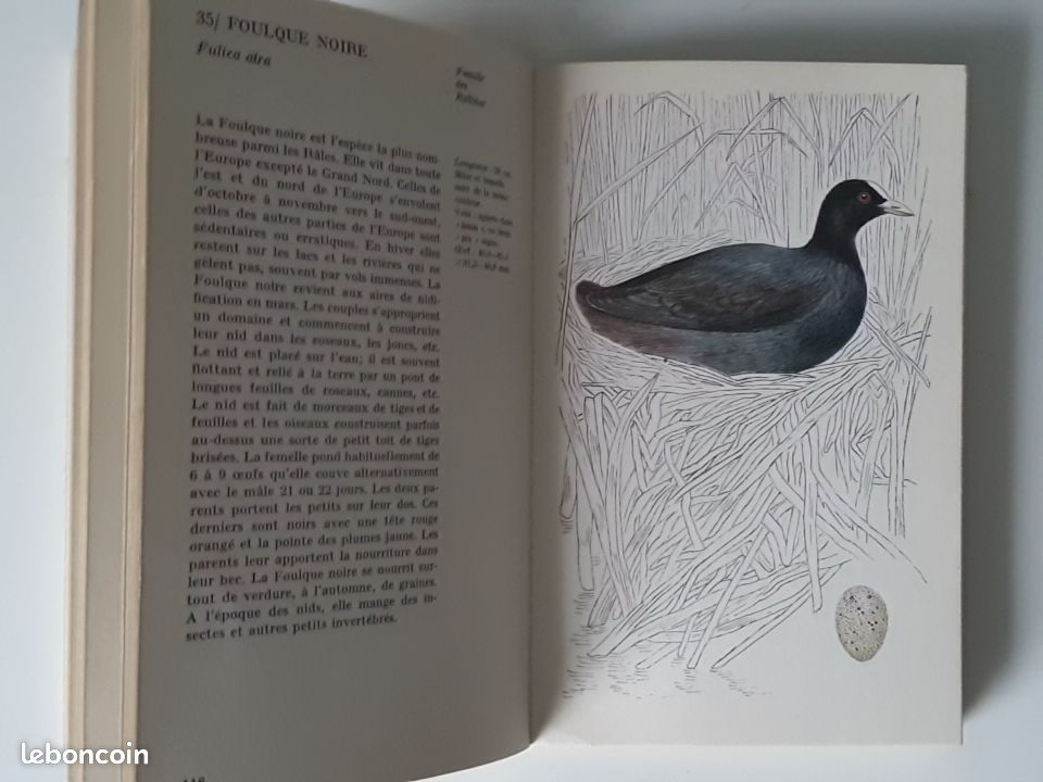 Les oiseaux aquatiques - JIRI Félix - 1975 MARABOUT (image 4)