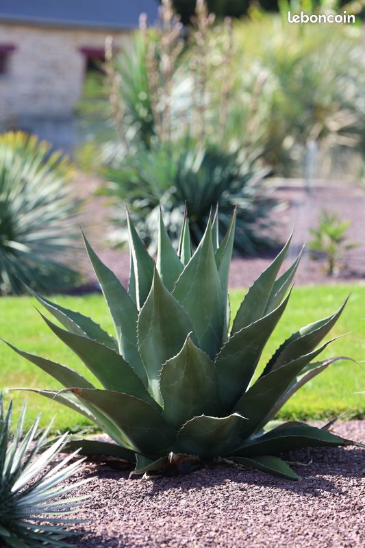 25 Graines D'Agave Gentryi (Agave Montagneux) - Plante Succulente Rustique Jusqu'à -12°C - Le Grenier D'Abondance