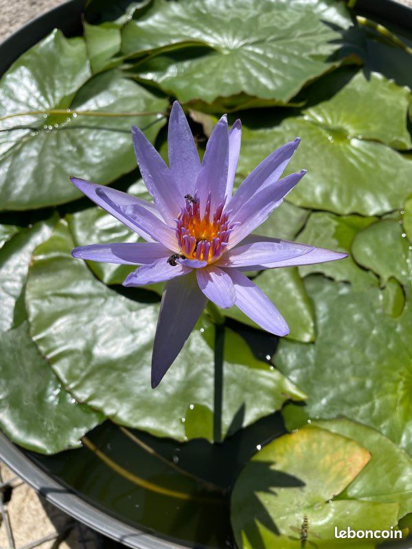 Nénuphar tropical Blue Star (image 2)