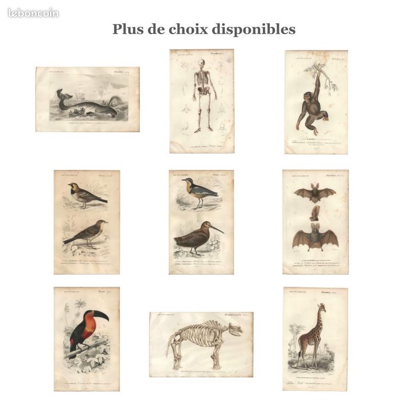 Gravure Ancienne 1559 - Drakkar - Diomède & Oiseaux Marins - Ovide Métamorphoses - Originale