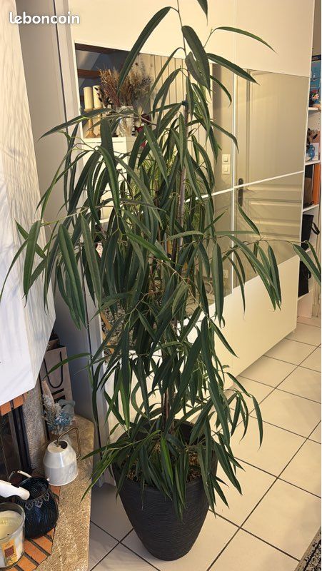 Vends plante Ficus en pot (image 2)