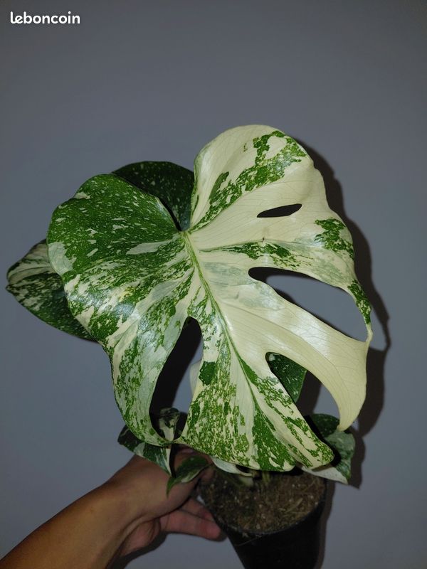 Monstera thai constellation white snow - Jardin & Plantes