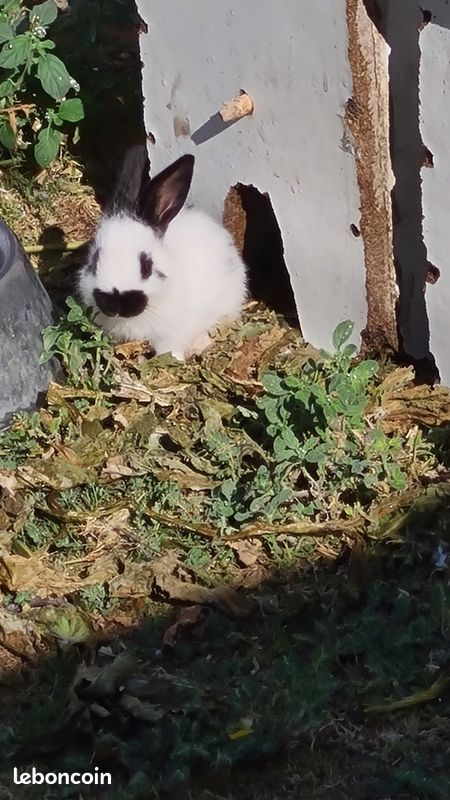 Lapinou (image 3)