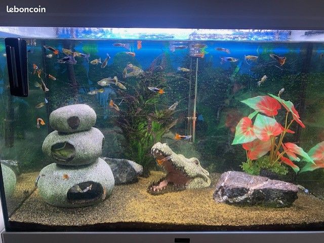 Aquarium complet (image 3)