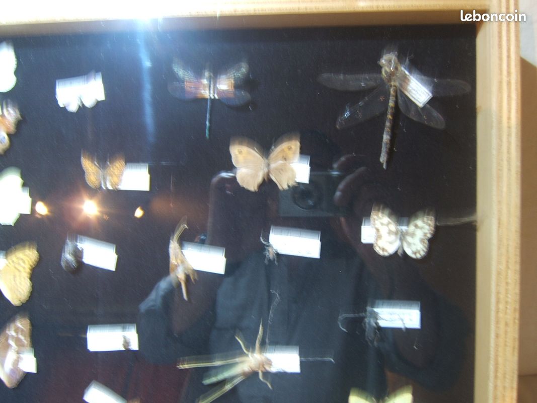Vitrine présentant des insectes naturalisés des Vosges (image 7)