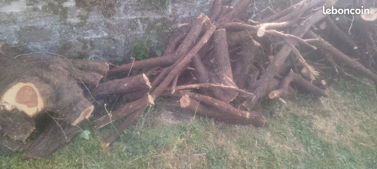 Donne un peu de bois résineux pour brûler dans votre Tsla ou feu de la Saint-Jean (image 1)