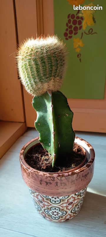 Cactus greffé (image 2)