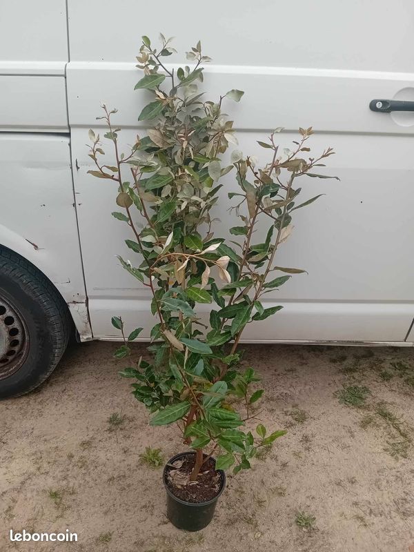 Eleagnus 100cm (3L) (image 2)
