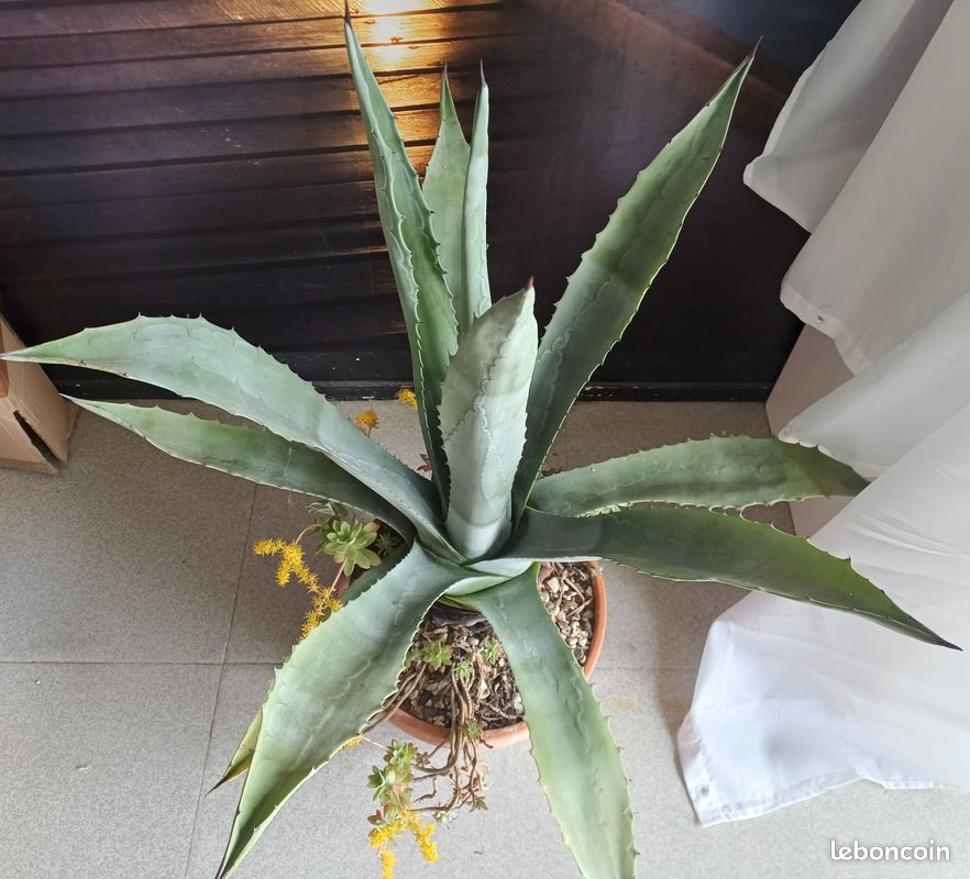 pflege agave Agava attenuata