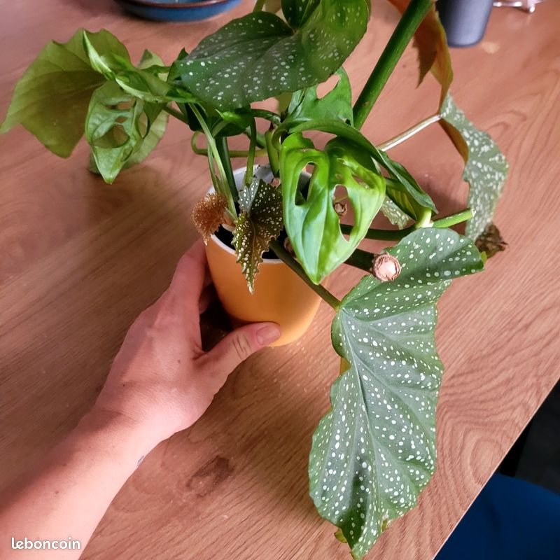 Boutures Plantes intérieures (image 3)
