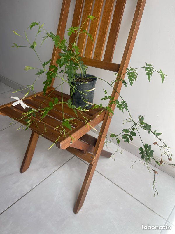Plantes grimpantes à fleurs (image 6)