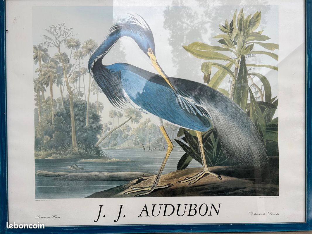 Magnifiques reproductions doiseaux de J. J. Audubon  ditions des ...