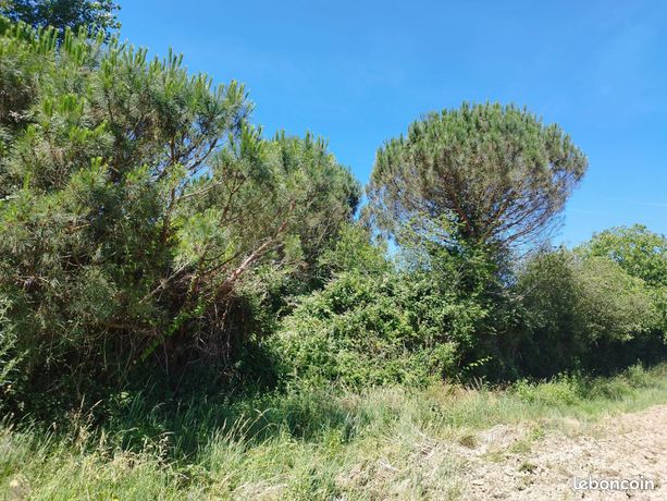 Terrain 1 pièce 800 m²