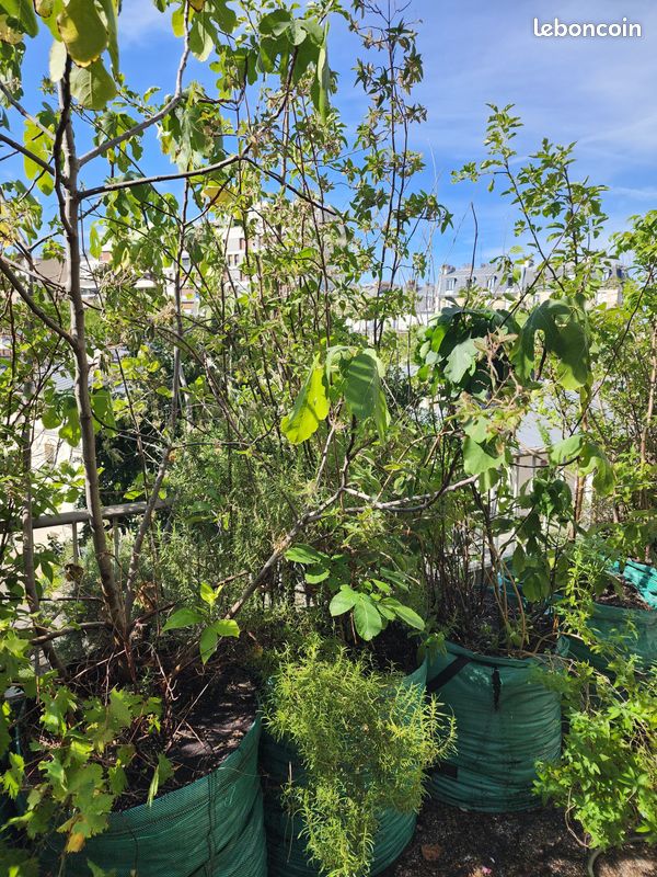 Arbres fruitiers et plantes aromatiques, de 15 à 40 en fonction de la taille (image 13)