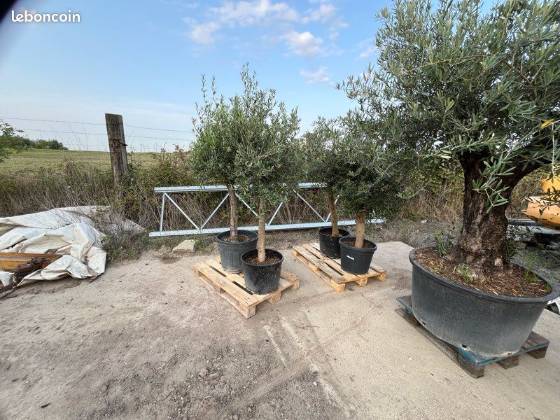 Oliviers Olea Europaea (image 5)
