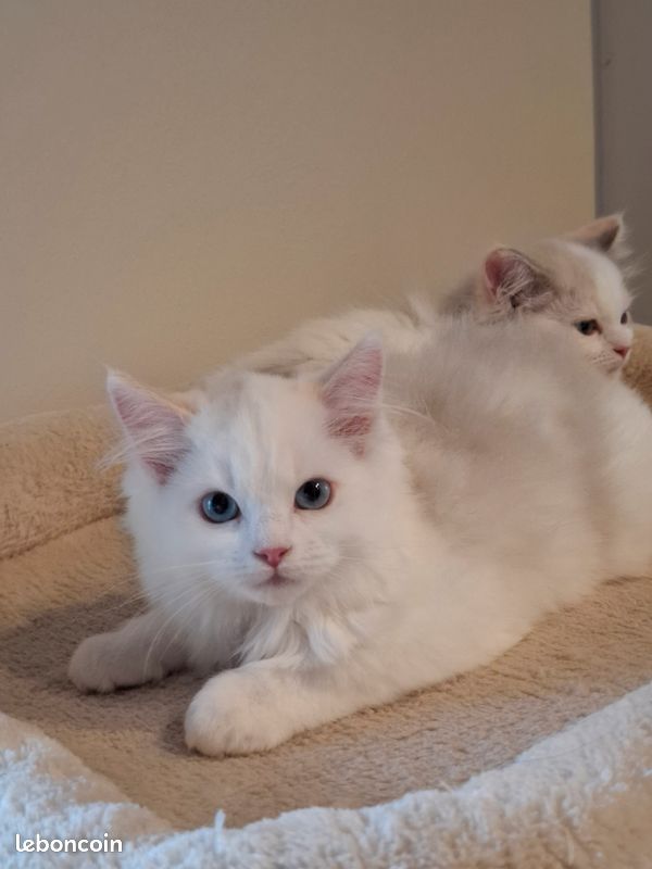 Chatons Ragdoll croisés Persan (image 1)