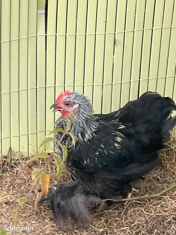 Poule (image 1)