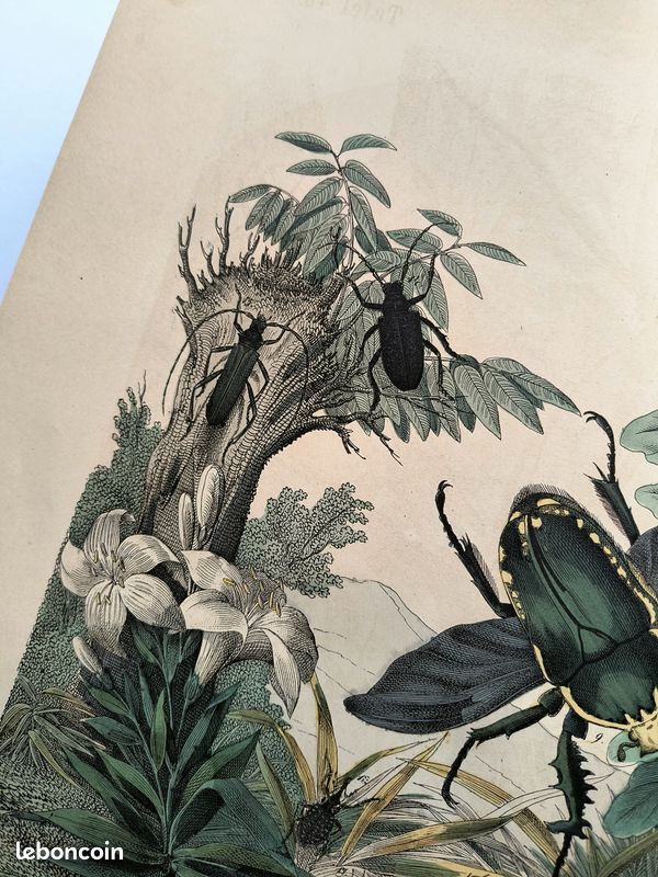 Gravure Ancienne De 1784 - Illustration Main Teintée - Mythologie, Astronomie, Botanique - 30,5x23cm