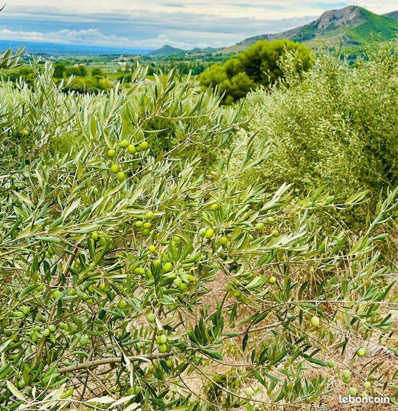Terrain agricole, chênes, arbres fruitiers, oliviers · à Caromb · 19 000 €