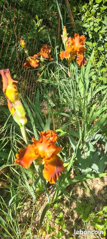 Iris de collection brun (image 2)