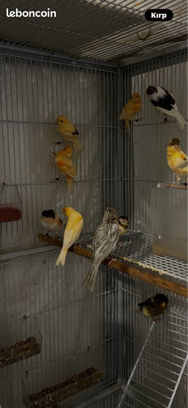 Canari (image 1)