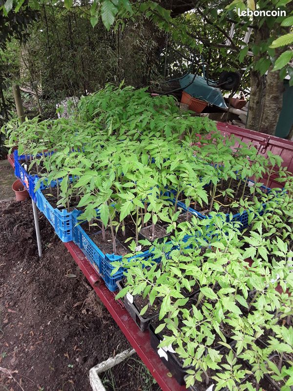 Plants de tomates (image 2)