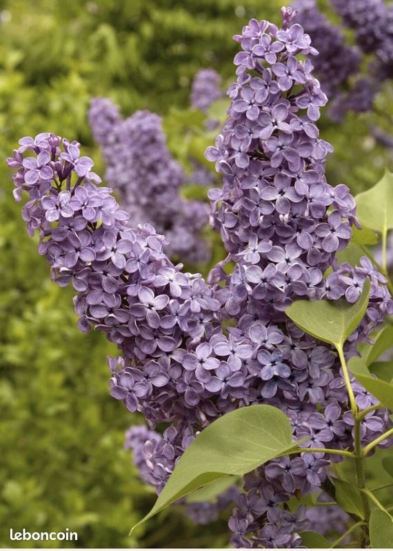 Lilas blanc et lilas violet (image 3)