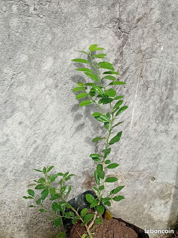 Arbres fruitiers (image 8)