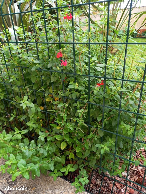 Arbuste ou pied de sauge rouge vivace (image 2)