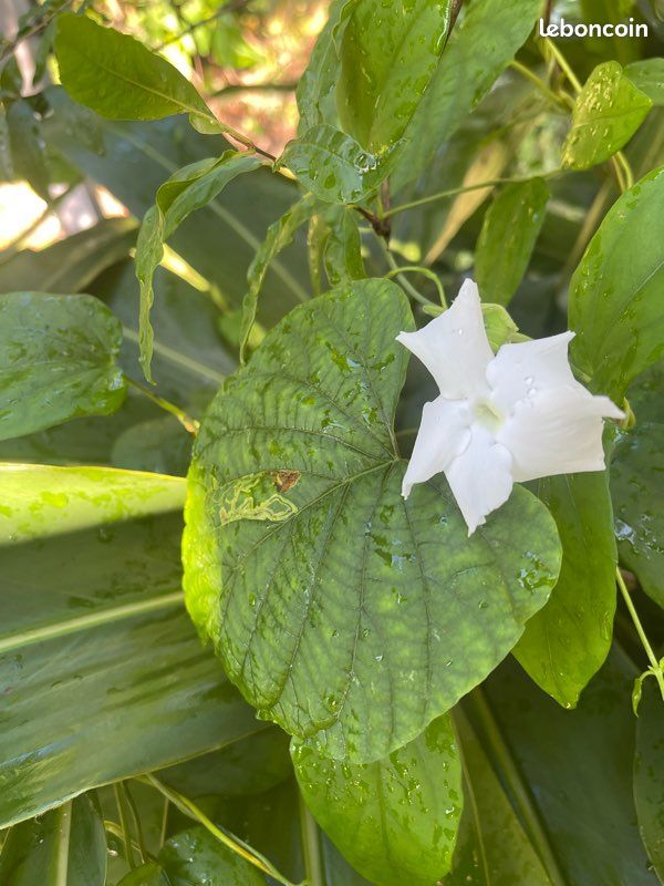 Plantes grimpantes à fleurs (image 10)
