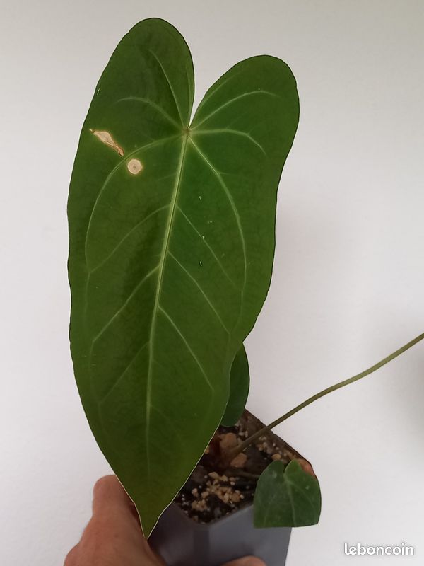 Anthurium Cuyabeno Soul - Jardin & Plantes