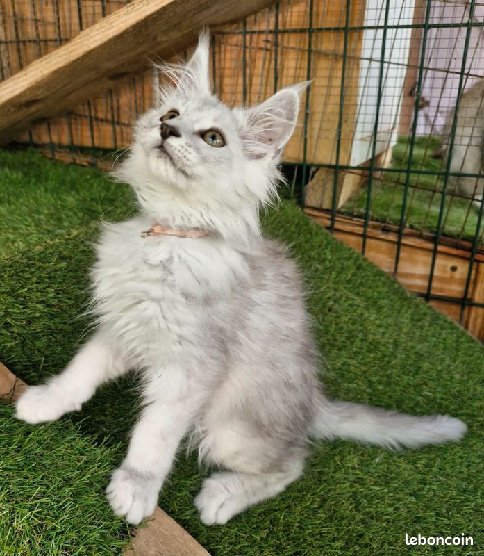 Chaton maine coon Loof (image 2)