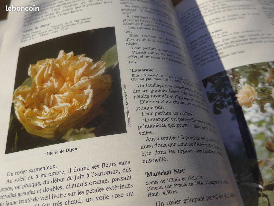 ROSES ANCIENNES et ROSES SAUVAGES DU MONDE par Charlotte Testu : le livre de référence (image 6)