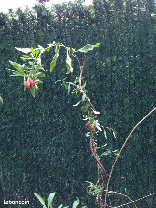 Plant Fruitier Baie de Goji (image 2)