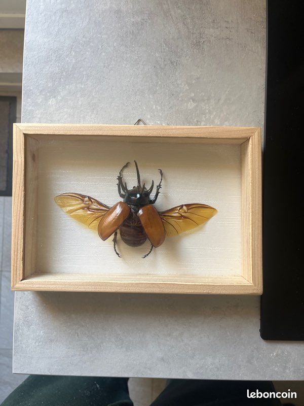 Coléoptère naturalisé ( insecte) (image 1)