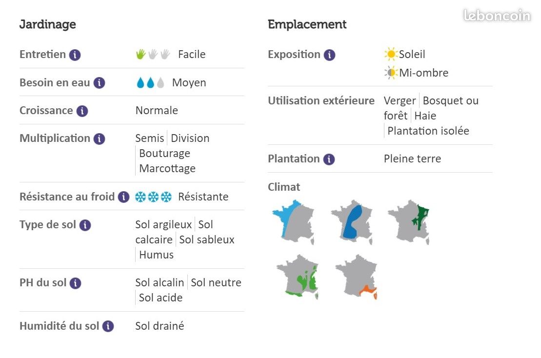 Noisetier commun- Lot de 2 (image 5)