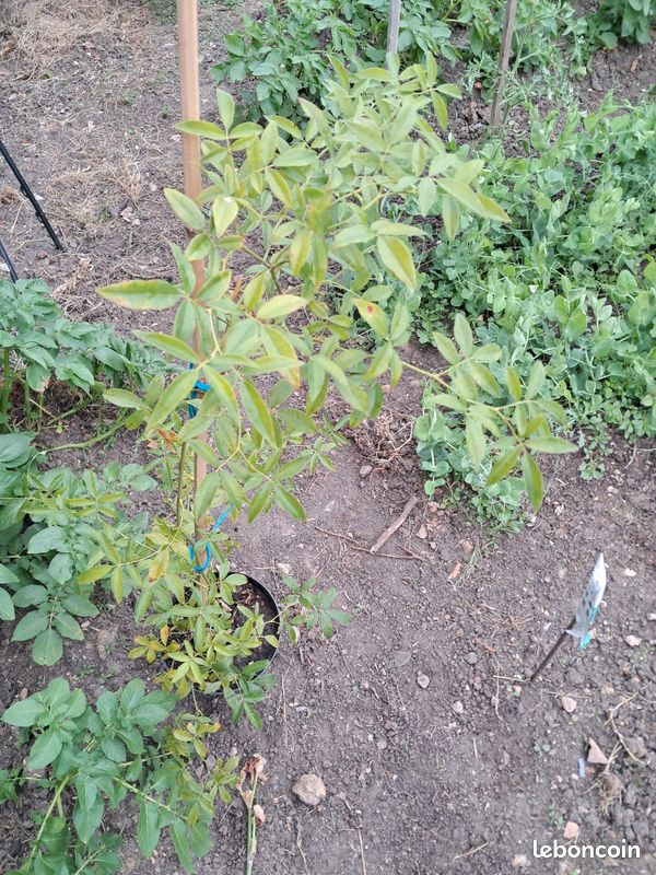 Rosier (image 3)