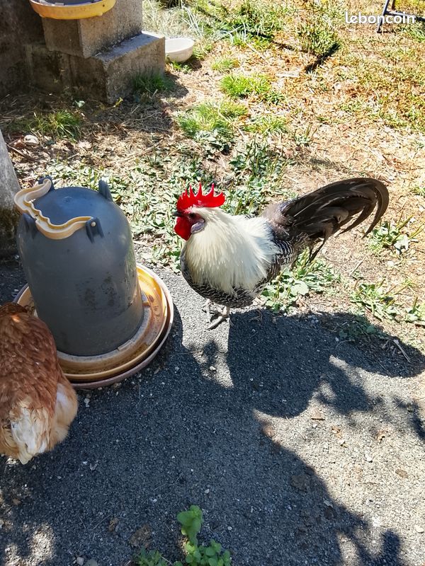 Echange coq (image 1)