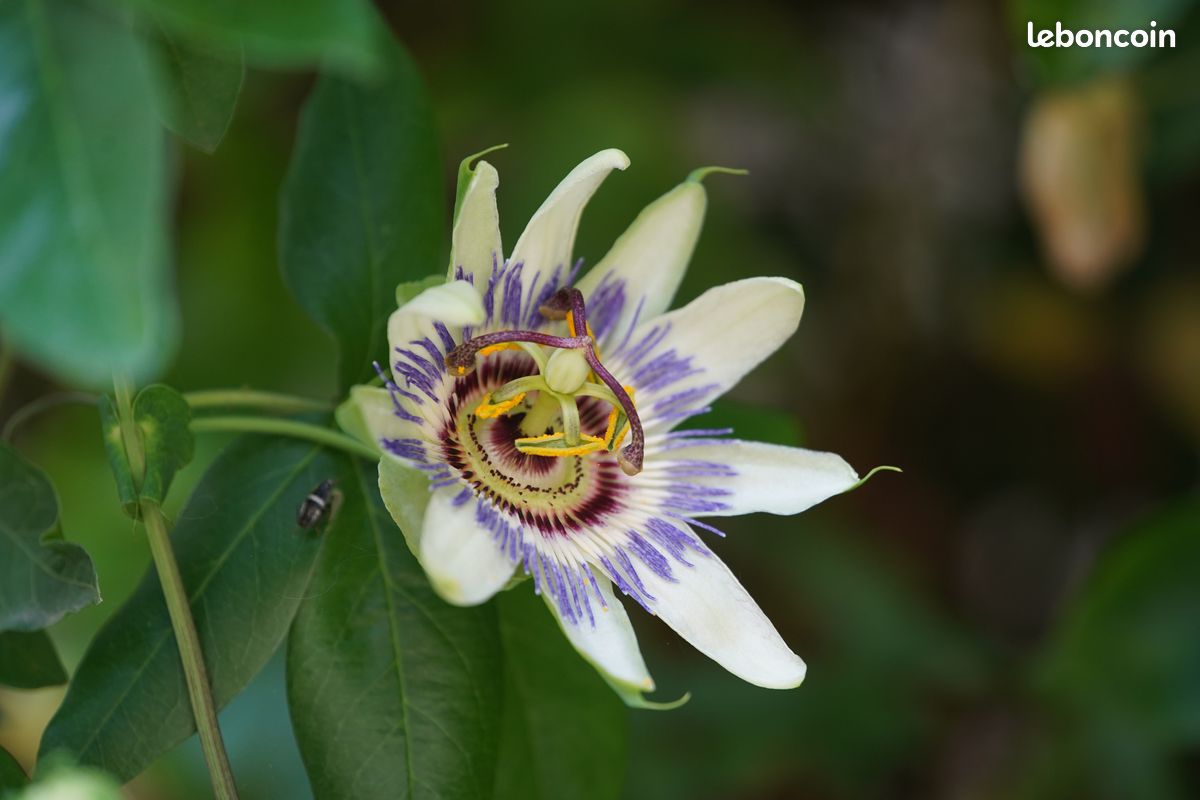 Objectif Minolta AF 100 mm f/2.8 Macro (monture SONY A) (image 17)