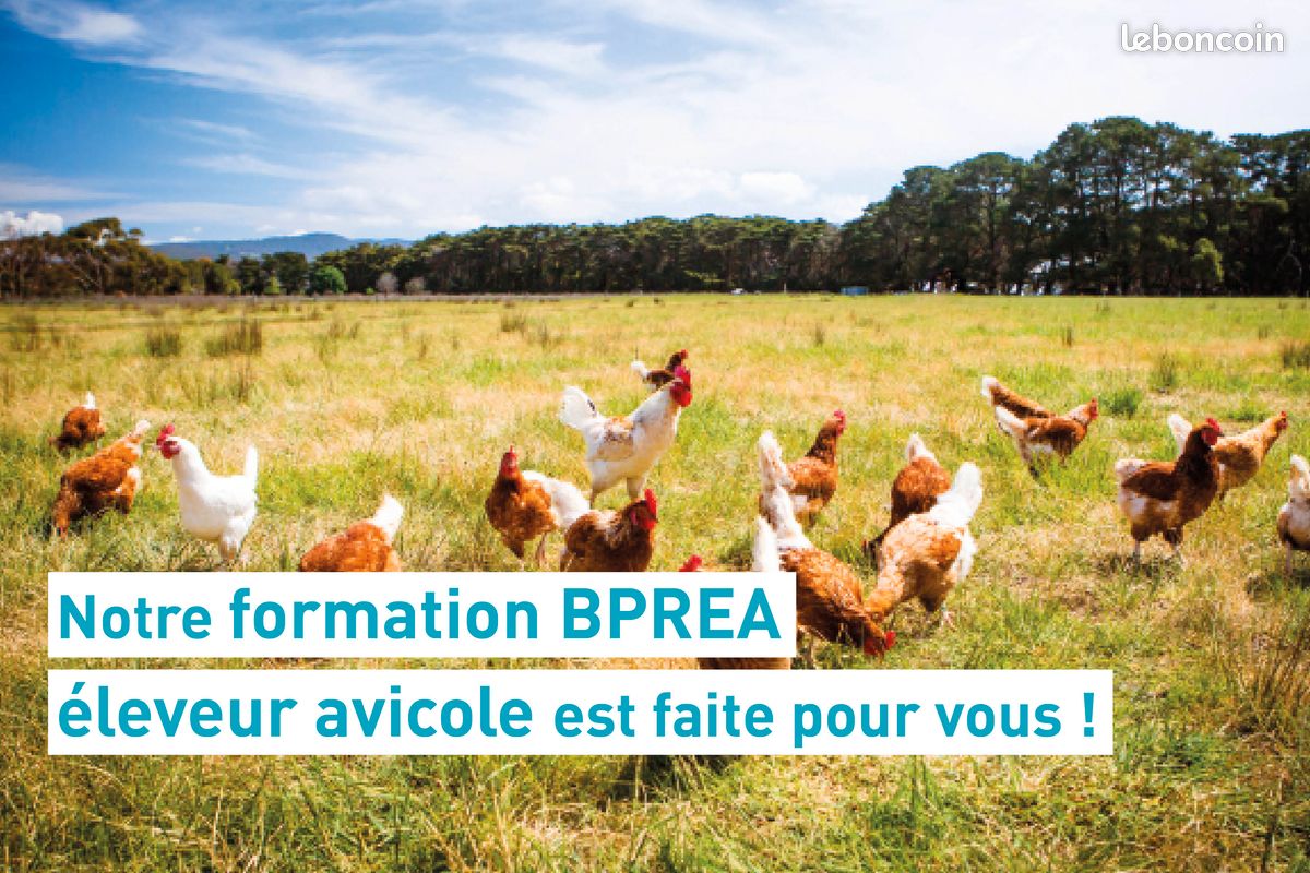 BPREA Eleveur avicole (volailles) (H/F/X) (image 2)