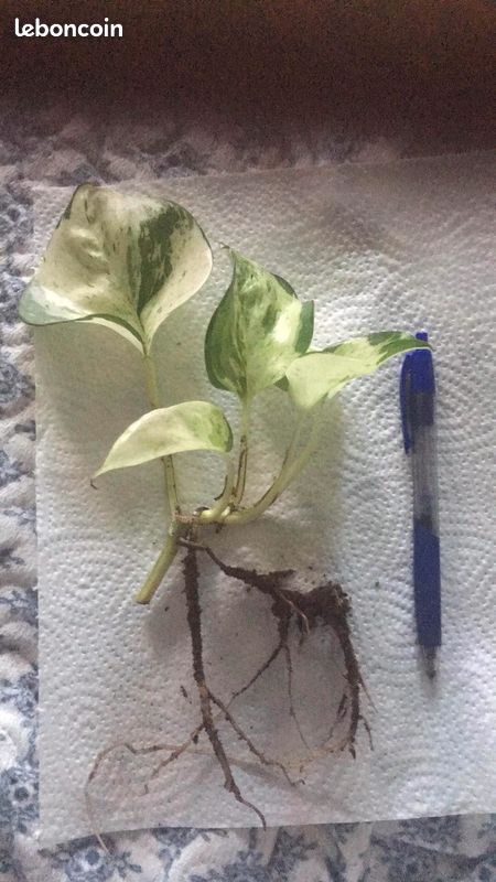 Syngonium Mango Allusion, Pixie et Neon Robusta (image 3)